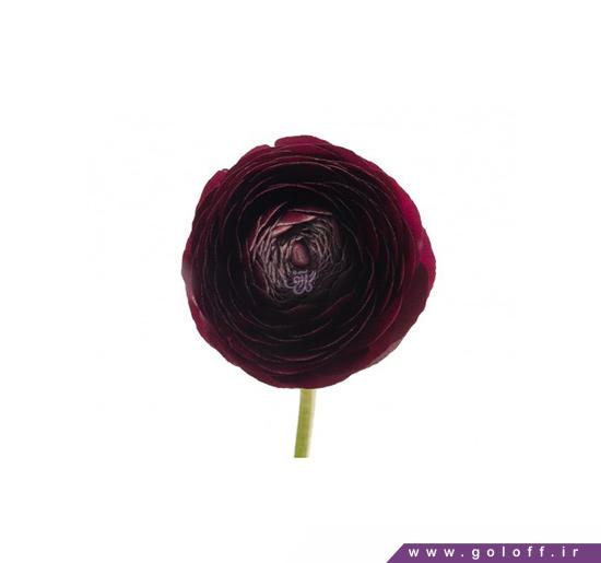 گل آلاله سایانوس - Ranunculus | گل آف